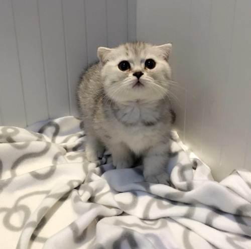 曼基康猫