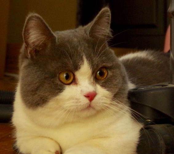 曼基康猫