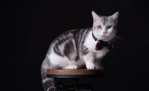 曼基康猫