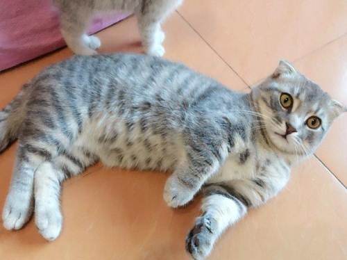 曼基康猫