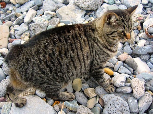 马恩岛猫