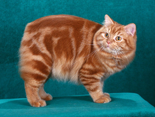 马恩岛猫
