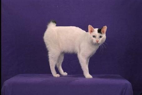 马恩岛猫