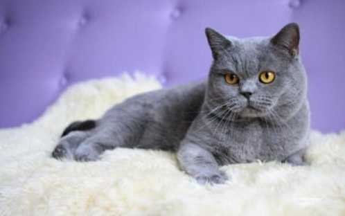 马恩岛猫