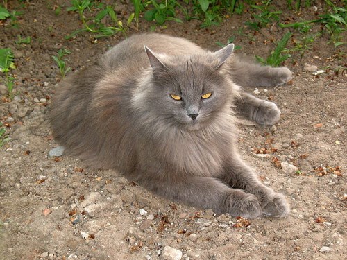 马恩岛猫