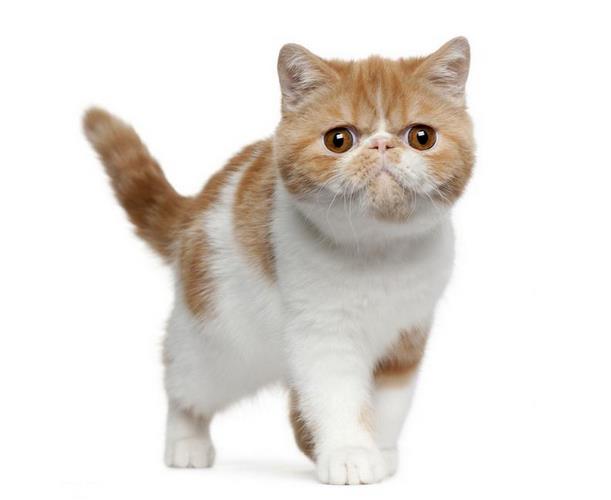 马恩岛猫