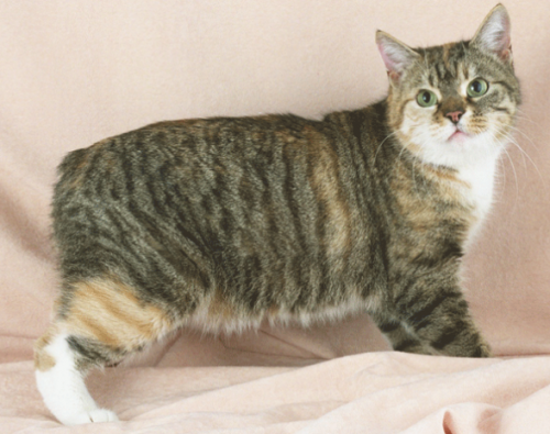 马恩岛猫