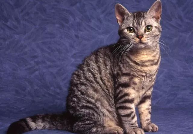 美国刚毛猫