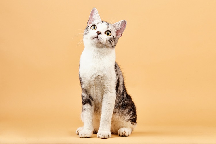 美国刚毛猫