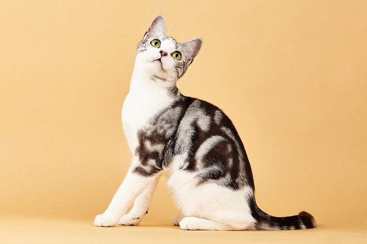 美国刚毛猫