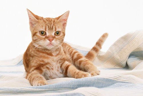 美国刚毛猫