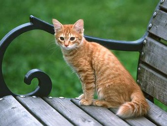 美国硬毛猫