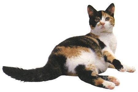 美国硬毛猫