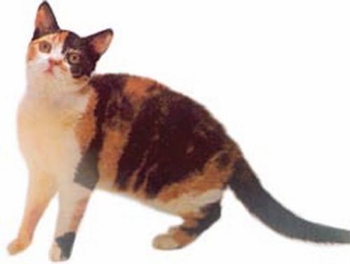 美国硬毛猫