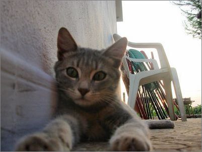 美国硬毛猫