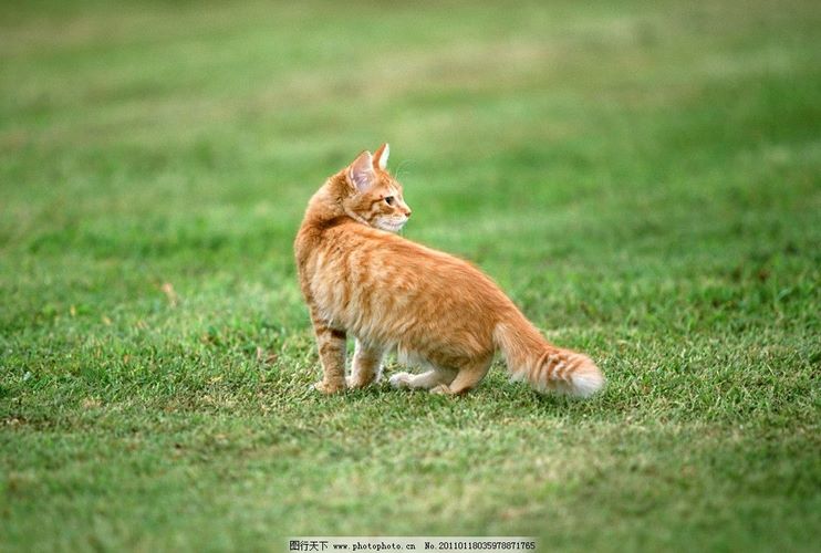美国硬毛猫
