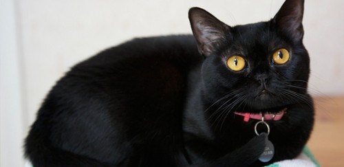 孟买猫