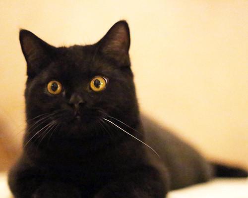 孟买猫