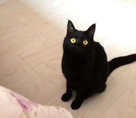 孟买猫