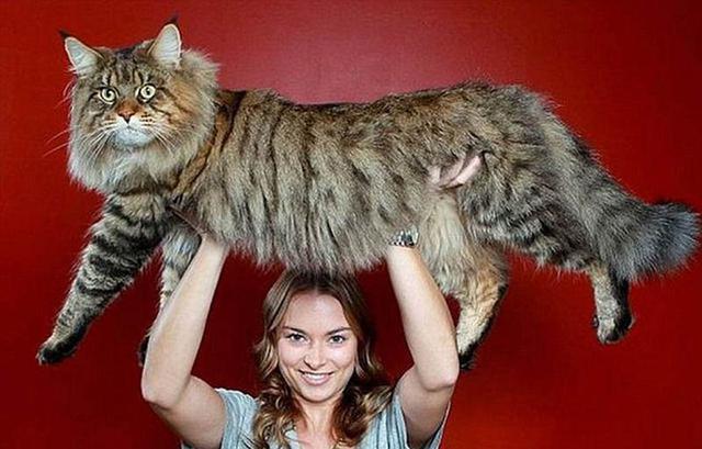 缅因猫