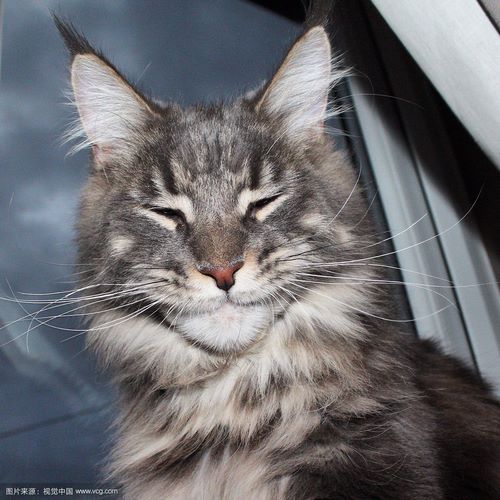 缅因猫