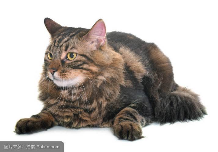 缅因猫