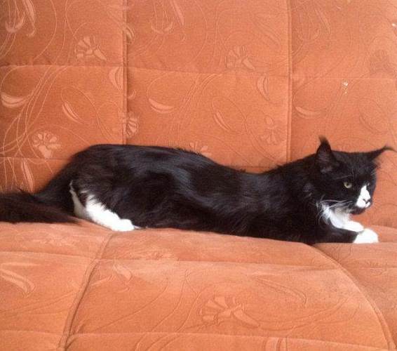 缅因库恩猫