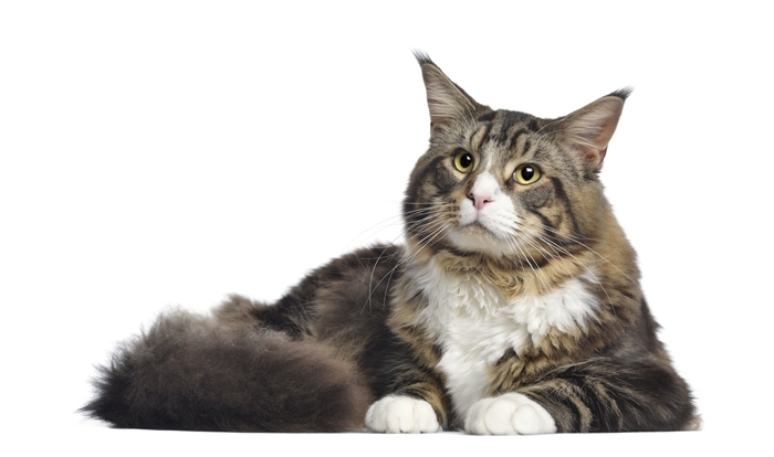 缅因库恩猫