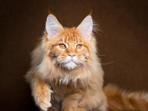 缅因库恩猫