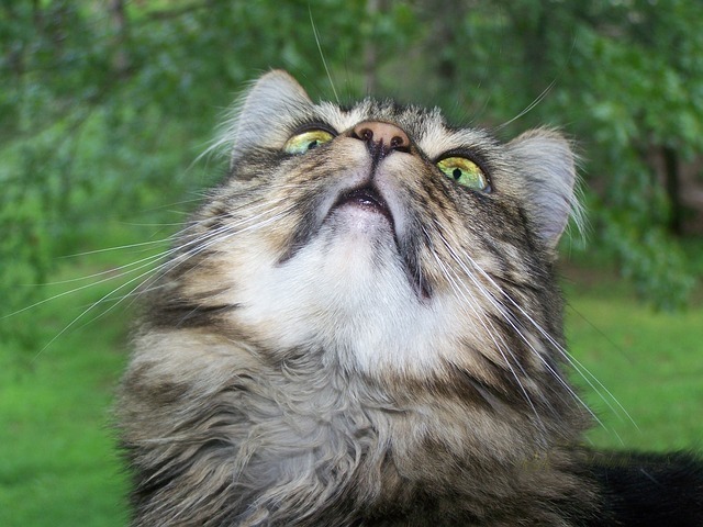 缅因库恩猫
