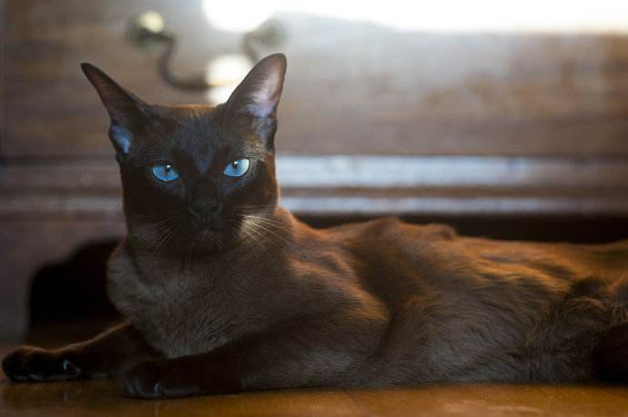 缅甸圣猫