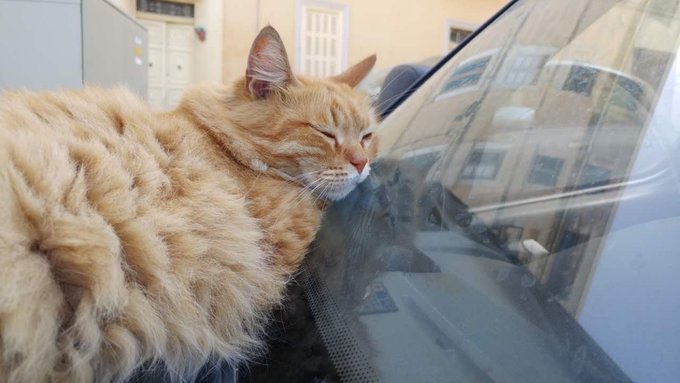 曼克斯猫