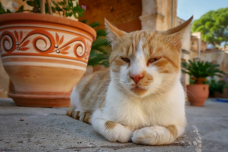 曼克斯猫