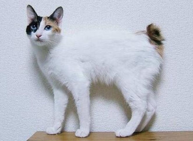 曼克斯猫
