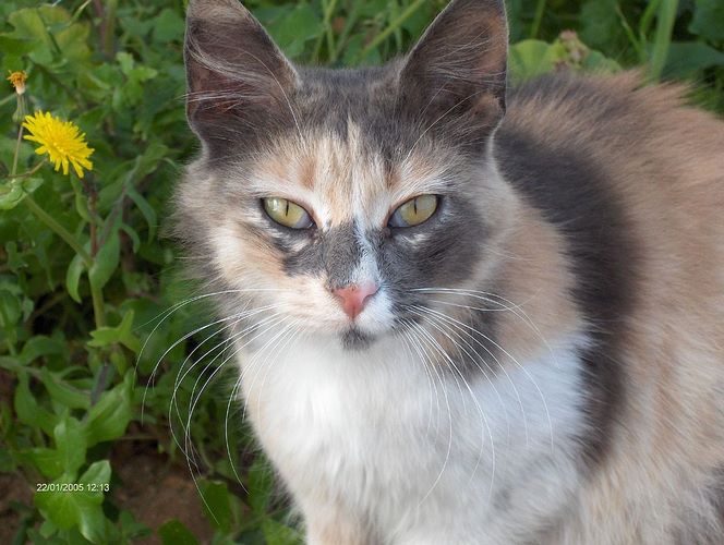 曼克斯猫