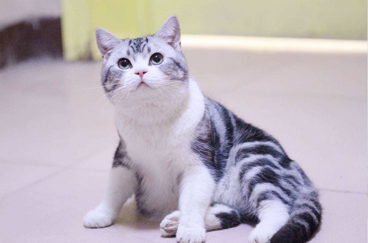 美国短毛猫