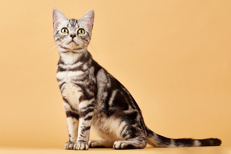 美国短毛猫