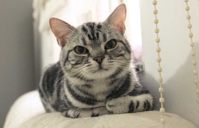 美国短毛猫