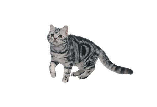 美国短毛猫