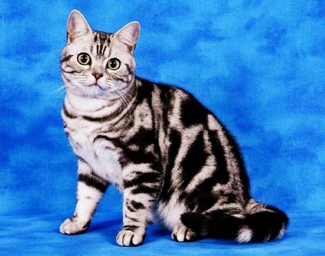 美国短毛猫