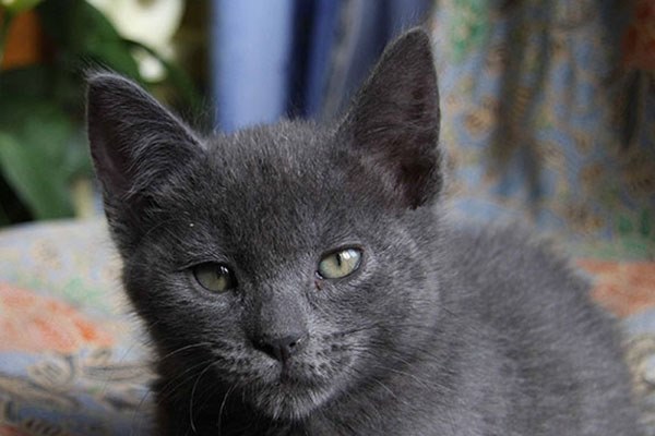 马耳他猫