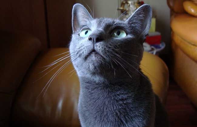 马耳他猫