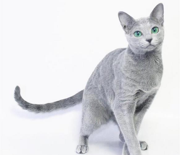 马耳他猫