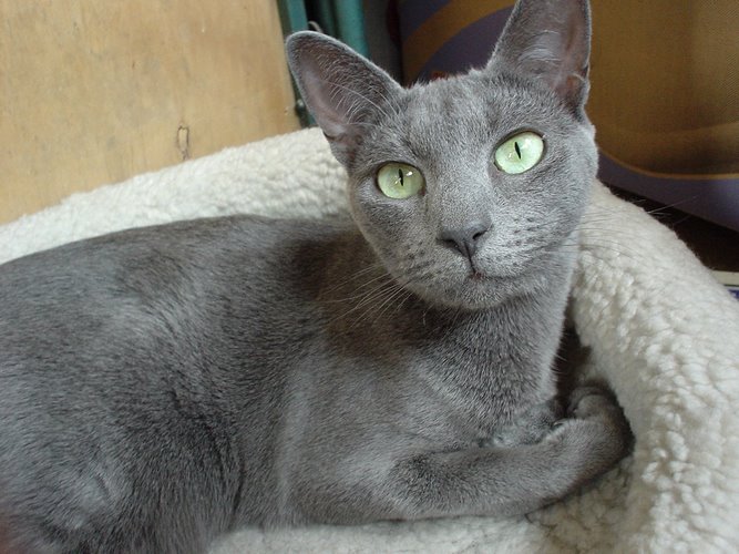 马耳他猫
