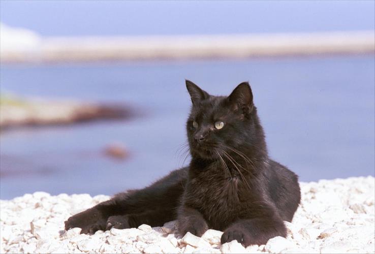 马耳他猫