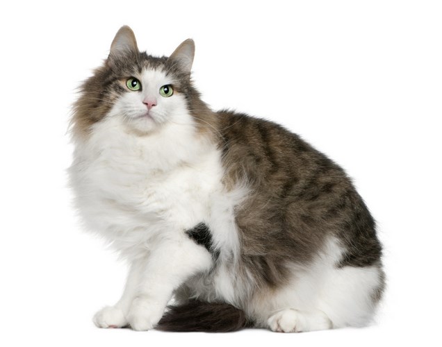 挪威森林猫