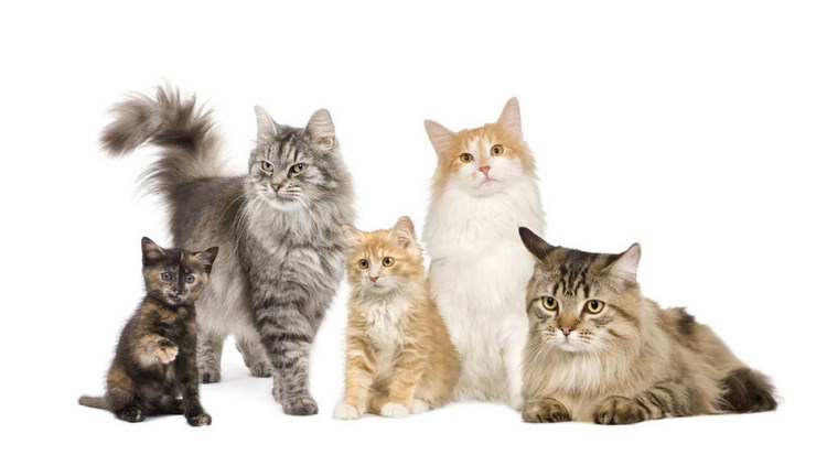 挪威森林猫