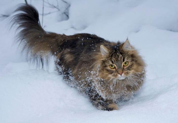 挪威森林猫