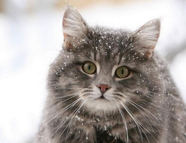 挪威森林猫