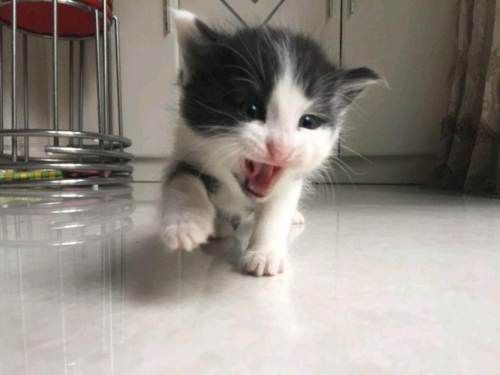 欧斯亚史烈斯猫